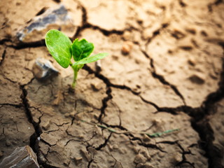 Close up tree growing on cracked earth / young plant tree grows on the dry soil. Global worming effect.