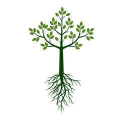 Green Tree with Leaves and Roots. Vector Illustration and graphic element.