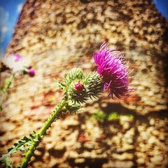 Distel vor Zitadelle