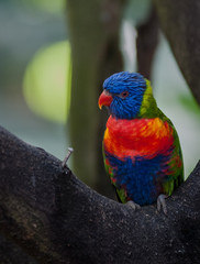 Oiseau de Gualdeloupe