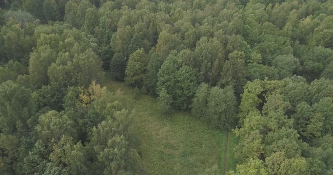 Aerial flying forward over summer forest on a cloudy day