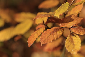 Autumn leaf in forest