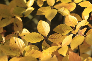 Aumumn leafs at forest