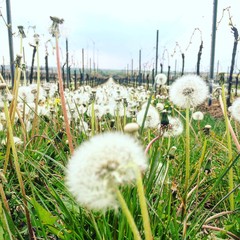 L&ouml;wenzahn im Weinberg