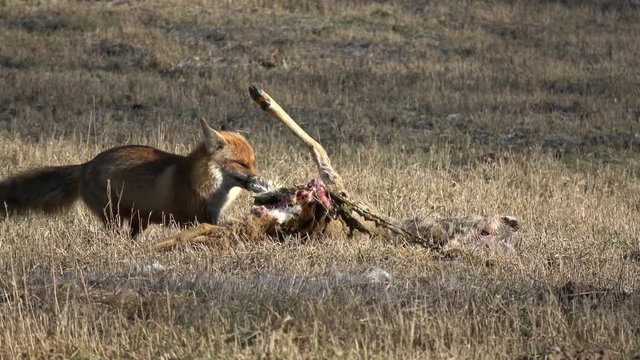 Beautiful red fox Vulpes pull catch dead roe deer carrion on spring field