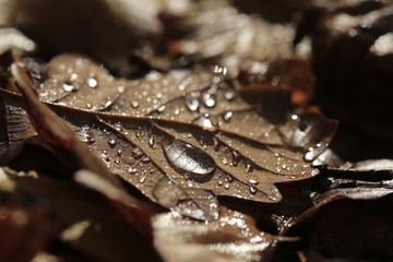 Waterdrop on autumn leafs