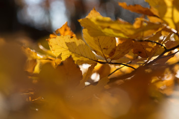 Naklejka na ściany i meble Golden leafs at autumn forest