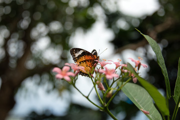 Schmetterling auf dem Blatt 1