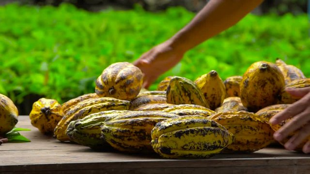 Cocoa beans and cocoa pod on a wooden surface.