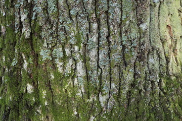 bark at forest tree