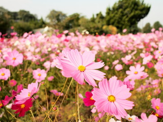 Obraz premium コスモス