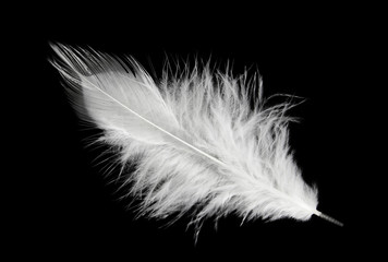 Single white feather isolated on black background