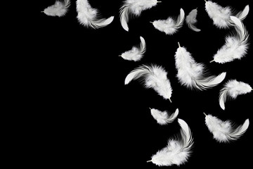 Abstract white feathers falling in the air, isolated on black background