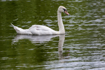 Swan in lake