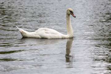 Fototapeta premium Swan in lake