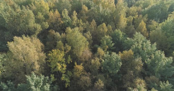 Aerial orbiting flying over sunny autumn forest
