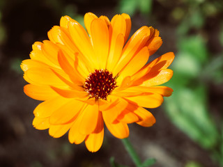 Daisy Flower