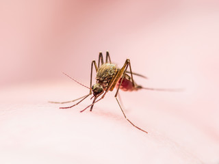 Yellow Fever, Malaria or Zika Virus Infected Mosquito Insect Macro