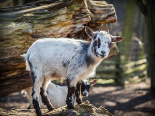 Baby goat standing on a tree trunk