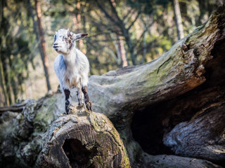 Baby goat standing on a tree trunk © sleepyhobbit
