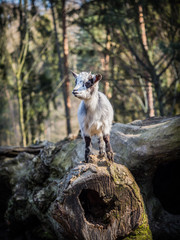 Baby goat standing on a tree trunk