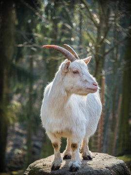Male white goat standing on a rock