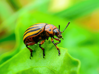Colorado Potato Beetle on Potato Foliage Nature Close-up