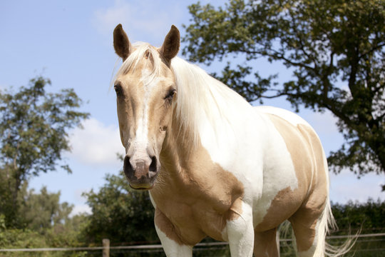Palomino horse on pasture