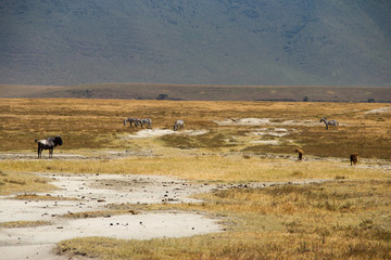Fototapeta na wymiar Ngorongoro Crater in Tanzania