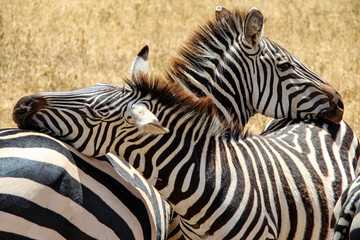 Fototapeta na wymiar Zebras in Serengeti National Park, Tanzania