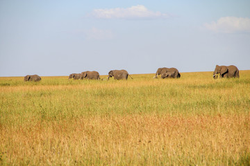 Parade of elephants in Serengeti National Park, Tanzania