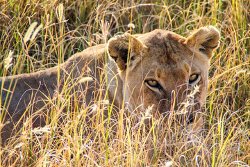 Lioness in Serengeti National Park, Tanzania