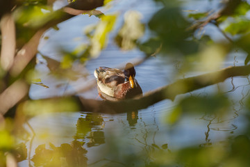 Duck on the lake in the frame of the washed out branches, close-up.