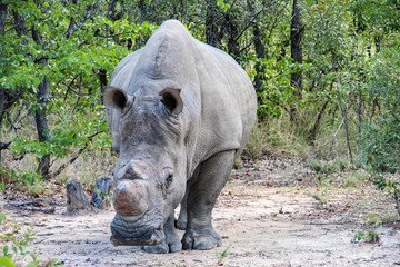 White rhino in Matobo National Park, Zimbabwe © evenfh