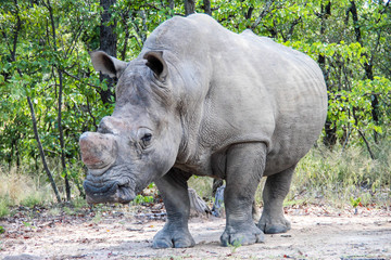 White rhino in Matobo National Park, Zimbabwe
