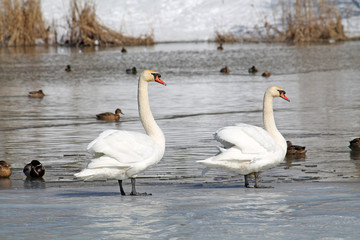 Pair of white mute swans (Cygnus olor) standing on ice in early spring