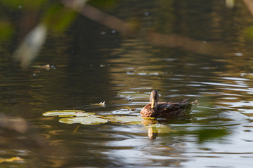 Duck on the lake in the frame of the washed out branches, close-up.