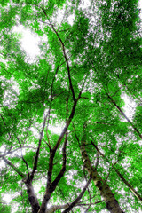 Sunlight sifting through the leaves of Banyan trees