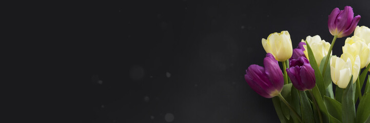 Tulip flowers on the black background