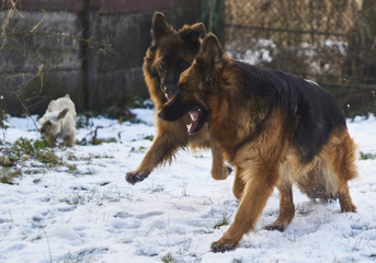 German Shepherds are running in the garden in the snow.