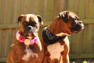 Female and Male Boxer Dogs / Brother and Sister 