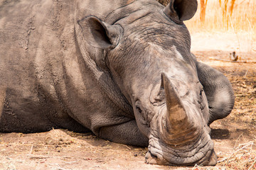Fototapeta premium White rhino in Bandia, Senegal, West Africa