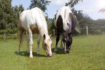 Palomino horses eat grass