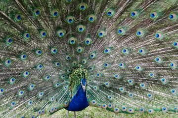 Obraz premium A peacock presenting the tail