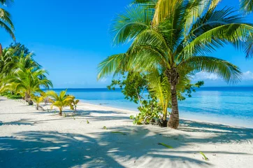 Photo sur Aluminium Plage tropicale Belize Cayes - Petite île tropicale à la barrière de corail avec plage paradisiaque - connue pour la plongée, la plongée en apnée et des vacances relaxantes - Mer des Caraïbes, Belize, Amérique centrale
