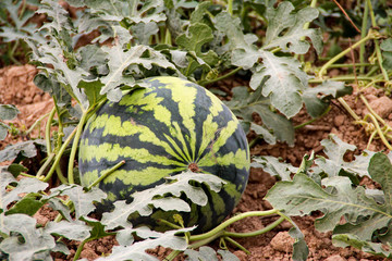 Watermelon farm in Asia