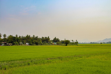 Fototapeta na wymiar Green fields outside Mandalay in Myanmar