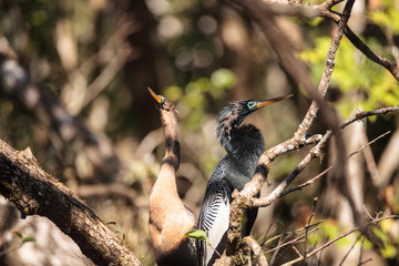 Courting Anhingas bird called Anhinga anhinga