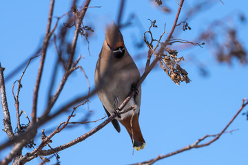 Waxwings on a tree branch