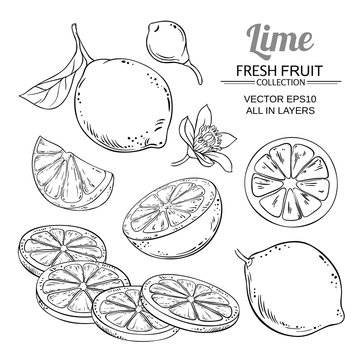 lime fruits vector set